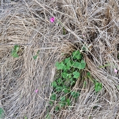 Oxalis articulata at Goulburn, NSW - 10 Sep 2024 04:51 PM