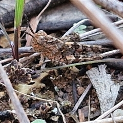 Acrididae sp. (family) (Unidentified Grasshopper) at Goulburn, NSW - 10 Sep 2024 by trevorpreston