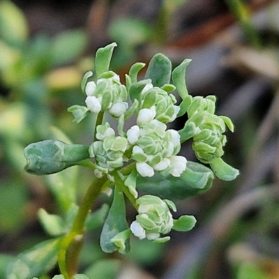 Poranthera microphylla (Small Poranthera) at Goulburn, NSW - 10 Sep 2024 by trevorpreston