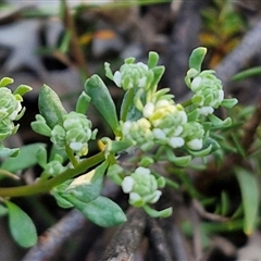 Poranthera microphylla at Goulburn, NSW - 10 Sep 2024