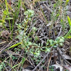 Poranthera microphylla at Goulburn, NSW - 10 Sep 2024