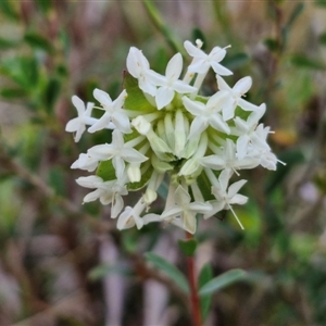 Pimelea linifolia subsp. linifolia at Goulburn, NSW - 10 Sep 2024