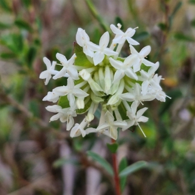 Pimelea linifolia subsp. linifolia (Queen of the Bush, Slender Rice-flower) at Goulburn, NSW - 10 Sep 2024 by trevorpreston