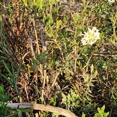 Pimelea linifolia subsp. linifolia at Goulburn, NSW - 10 Sep 2024 04:39 PM