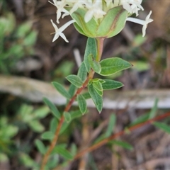 Pimelea linifolia subsp. linifolia at Goulburn, NSW - 10 Sep 2024 04:39 PM