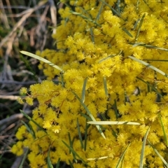 Acacia boormanii (Snowy River Wattle) at Goulburn, NSW - 10 Sep 2024 by trevorpreston