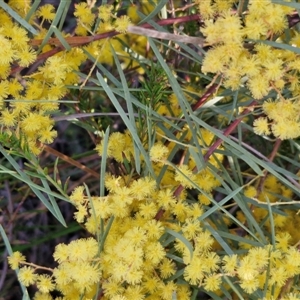 Acacia boormanii at Goulburn, NSW - 10 Sep 2024 04:38 PM