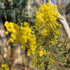 Acacia boormanii at Goulburn, NSW - 10 Sep 2024 04:38 PM