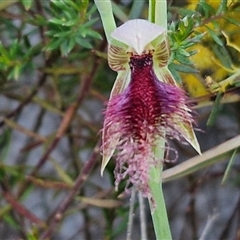 Calochilus platychilus (Purple Beard Orchid) at Goulburn, NSW - 10 Sep 2024 by trevorpreston