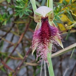 Calochilus platychilus at Goulburn, NSW - 10 Sep 2024