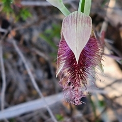 Calochilus platychilus at Goulburn, NSW - suppressed