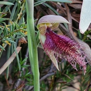 Calochilus platychilus at Goulburn, NSW - 10 Sep 2024