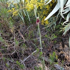 Calochilus platychilus at Goulburn, NSW - 10 Sep 2024