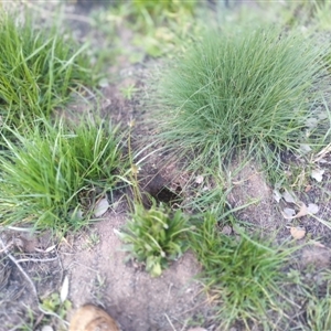 Oryctolagus cuniculus at Macgregor, ACT - 10 Sep 2024