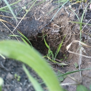 Oryctolagus cuniculus at Macgregor, ACT - 10 Sep 2024