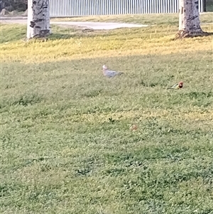 Eolophus roseicapilla at Flynn, ACT - 10 Sep 2024