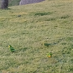 Polytelis swainsonii (Superb Parrot) at Flynn, ACT - 10 Sep 2024 by rbannister