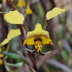 Diuris pardina (Leopard Doubletail) at Goulburn, NSW - 10 Sep 2024 by trevorpreston