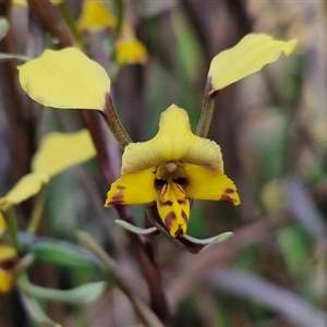 Diuris pardina at Goulburn, NSW - 10 Sep 2024