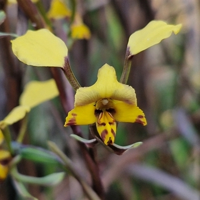 Diuris pardina (Leopard Doubletail) at Goulburn, NSW - 10 Sep 2024 by trevorpreston