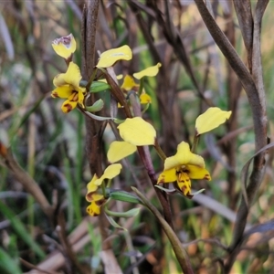 Diuris pardina at Goulburn, NSW - 10 Sep 2024