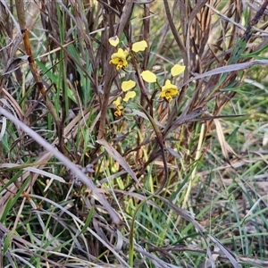 Diuris pardina at Goulburn, NSW - 10 Sep 2024