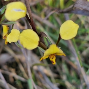 Diuris pardina at Goulburn, NSW - 10 Sep 2024