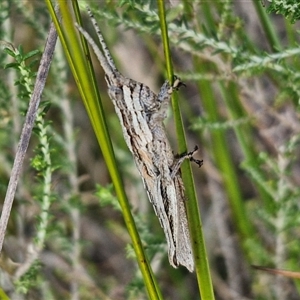 Coryphistes ruricola at Goulburn, NSW - 10 Sep 2024