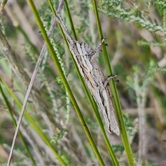 Coryphistes ruricola at Goulburn, NSW - 10 Sep 2024 04:34 PM