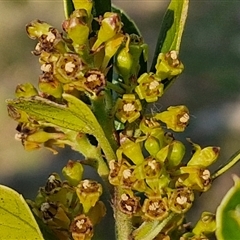 Unidentified Other Shrub at Goulburn, NSW - 10 Sep 2024 by trevorpreston