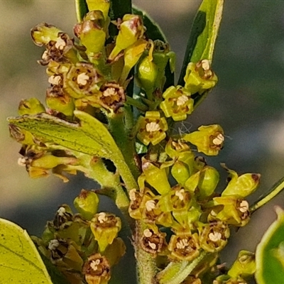 Unverified Other Shrub at Goulburn, NSW - 10 Sep 2024 by trevorpreston