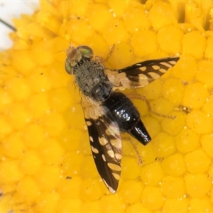 Spathulina acroleuca at Flynn, ACT - 10 Sep 2024 12:24 PM