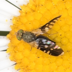 Spathulina acroleuca at Flynn, ACT - 10 Sep 2024 12:24 PM