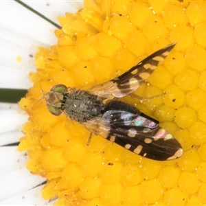 Spathulina acroleuca at Flynn, ACT - 10 Sep 2024 12:24 PM