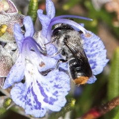 Megachile (Hackeriapis) canifrons at Melba, ACT - 10 Sep 2024 by kasiaaus