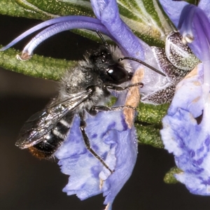 Megachile sp. (several subgenera) at Melba, ACT - 10 Sep 2024 12:46 PM