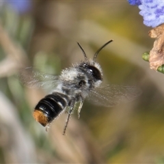 Megachile sp. (several subgenera) at Melba, ACT - 10 Sep 2024 12:46 PM