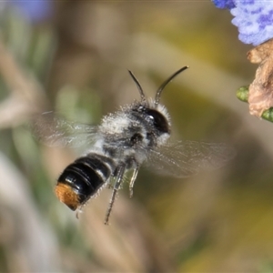 Megachile sp. (several subgenera) at Melba, ACT - 10 Sep 2024 12:46 PM