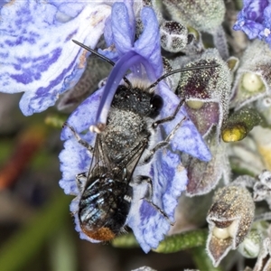 Megachile sp. (several subgenera) at Melba, ACT - 10 Sep 2024 12:46 PM