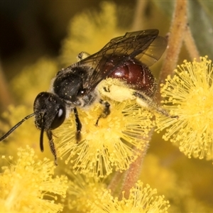 Lasioglossum (Parasphecodes) sp. (genus & subgenus) at Melba, ACT - 10 Sep 2024