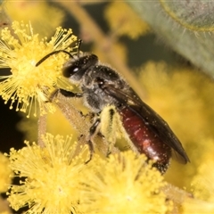 Lasioglossum (Parasphecodes) sp. (genus & subgenus) at Melba, ACT - 10 Sep 2024 12:55 PM