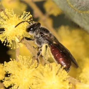 Lasioglossum (Parasphecodes) sp. (genus & subgenus) at Melba, ACT - 10 Sep 2024