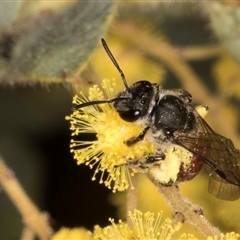 Lasioglossum (Parasphecodes) sp. (genus & subgenus) at Melba, ACT - 10 Sep 2024