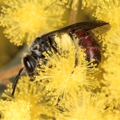 Lasioglossum (Parasphecodes) sp. (genus & subgenus) at Melba, ACT - 10 Sep 2024