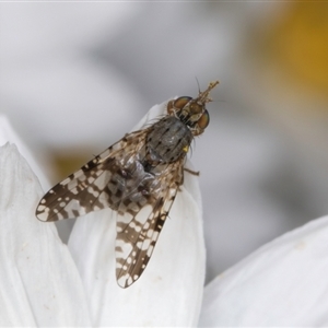 Austrotephritis poenia at Melba, ACT - 10 Sep 2024