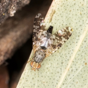 Austrotephritis poenia at Melba, ACT - 10 Sep 2024