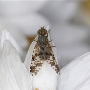 Austrotephritis poenia at Melba, ACT - 10 Sep 2024