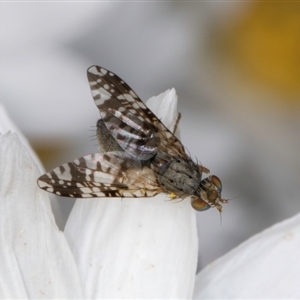 Austrotephritis poenia at Melba, ACT - 10 Sep 2024