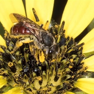 Lasioglossum (Parasphecodes) sp. (genus & subgenus) at Melba, ACT - 10 Sep 2024