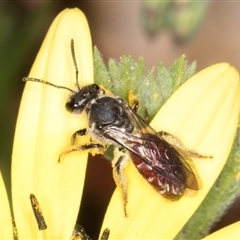 Lasioglossum (Parasphecodes) sp. (genus & subgenus) at Melba, ACT - 10 Sep 2024